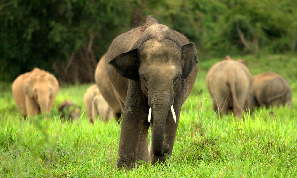 Elephants In Asia