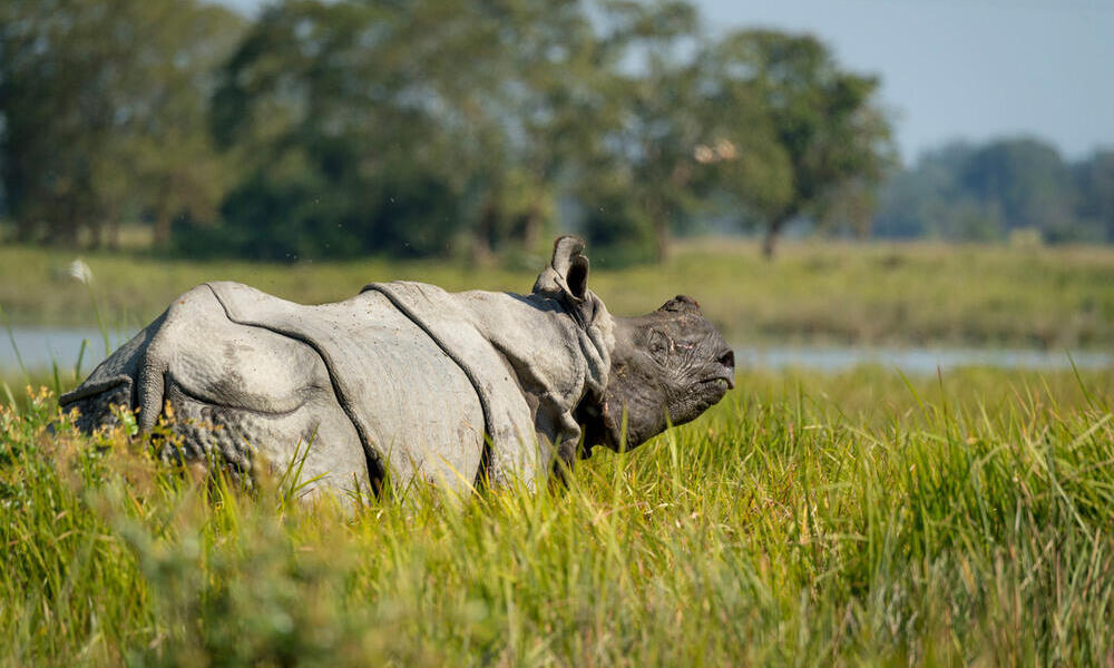  Asian rhino (Rhinoceros unicornis) near water. Kaziranga National Park, India