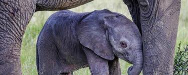 African elephant newborn calf, aged 2-3 days, standing between the legs of its mother in grass.