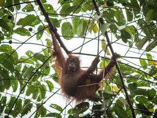 A baby Bornean orangutan swings from the tree tops