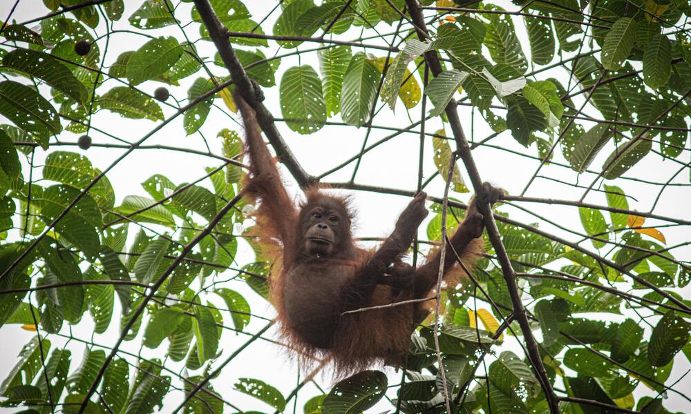 A baby Bornean orangutan swings from the tree tops