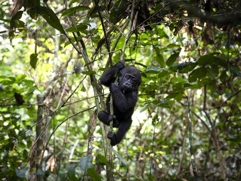 Western lowland baby gorilla_Dzanga Sangha