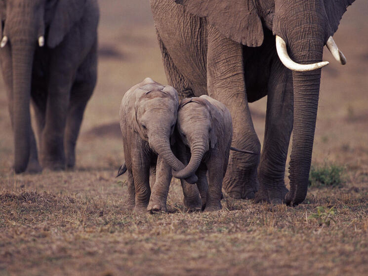 baby elephants with their trunks entwined