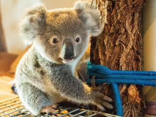 Profile of a baby koala holding on to a tree