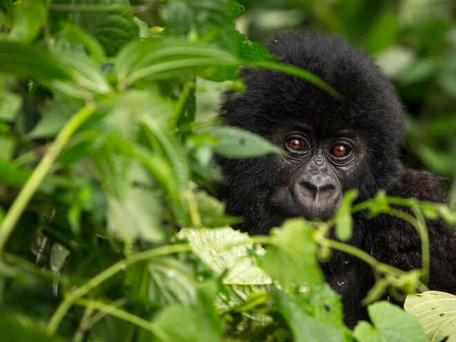 A baby mountain gorilla in the Virunga National Park looks through green leaves