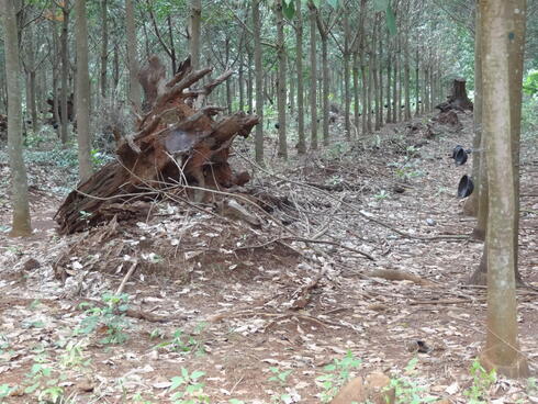 Natural Rubber  Forest Stewardship Council