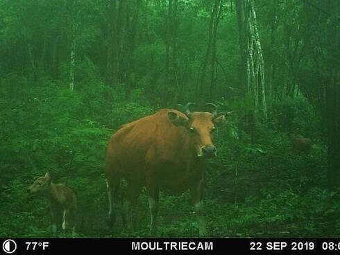 A banteng is caught on camera trap inside a forest in Thailand