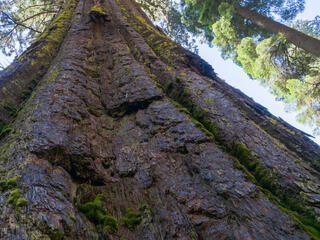 Looking up at the canopy and sky from the base of a Sequoia tree in Calaveras Big Trees State Park, California