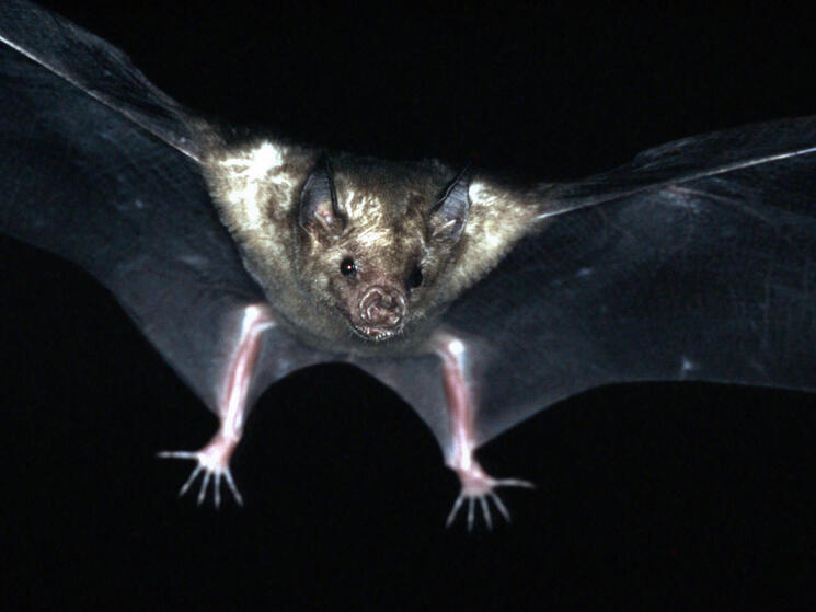 Halloween Without Bats?, Blog Posts