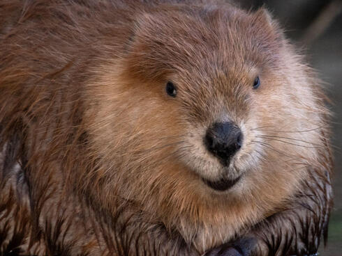 beaver