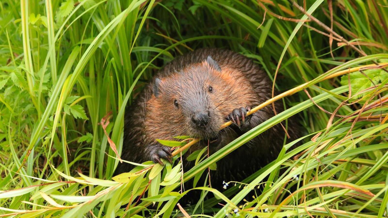 a beaver chews on grass
