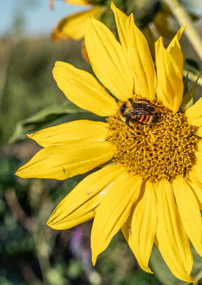 A bee rests on a flower