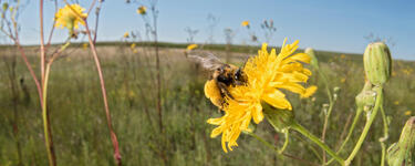 a bee on a flower bud
