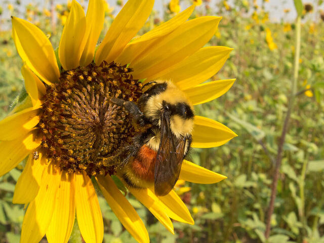 Hunt's Bumble Bee on sunflower