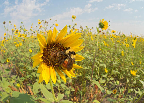 Hunt's Bumble Bee on sunflower