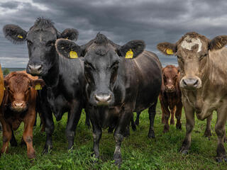 A group of cows in a field looking at the camera