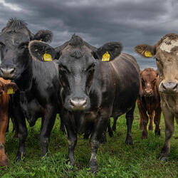 A group of cows in a field looking at the camera
