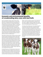 Economic and environmental benefits of crossbreeding dairy cows with beef bulls Brochure