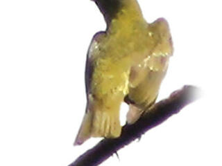 Female bellbird