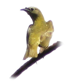 Female bellbird