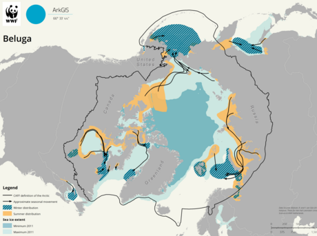 Beluga | Whales |Species | WWF