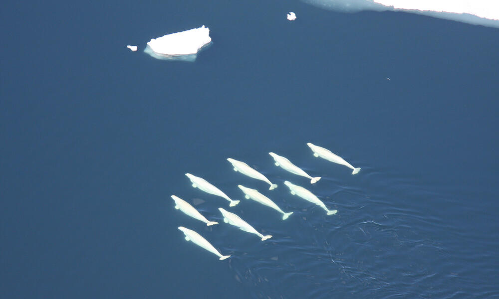 Beluga Whales Chukchi Sea