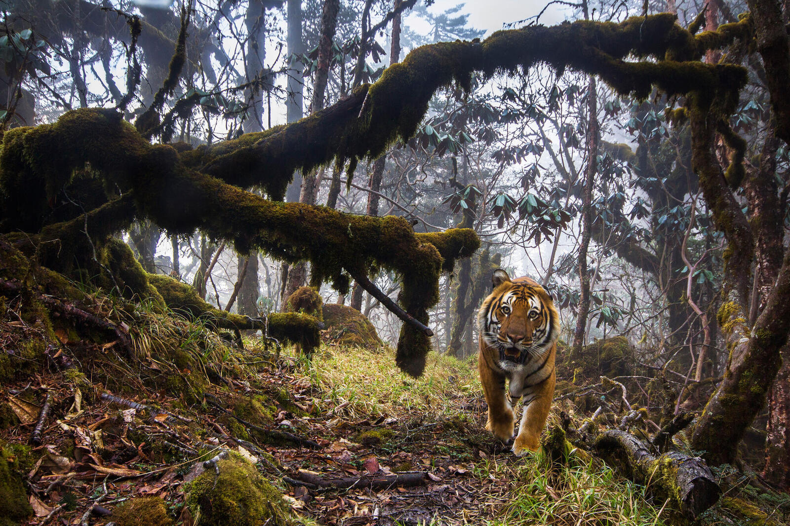 tiger safari bhutan