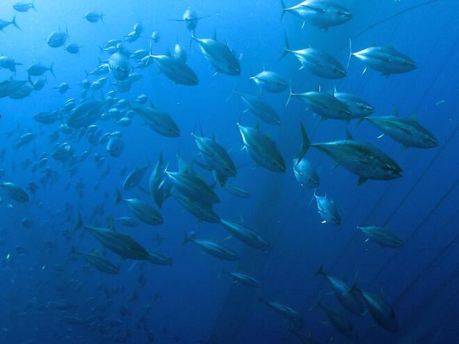 school of bigeye tuna 