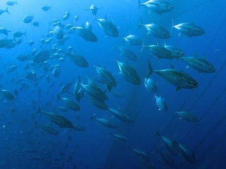 school of bigeye tuna