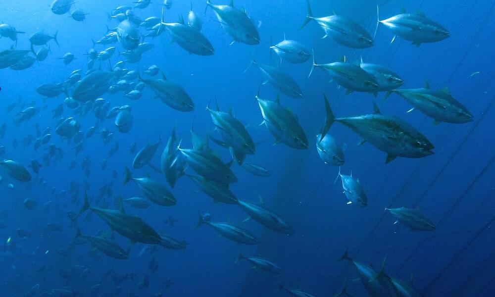 school of bigeye tuna