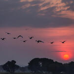 birds flying over trees at sunrise