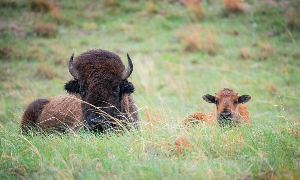 A bison sits aside her calf in the tall grass of the Wolakota Buffalo Range, Rosebud Sioux Reservation