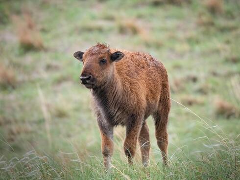 a young bison calf stands in the grasslands of the Wolakota Buffalo Range, Rosebud Sioux Reservation