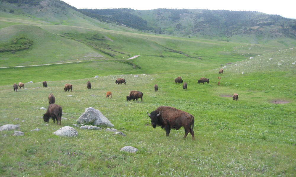 Great Plains  Working Lands For Wildlife