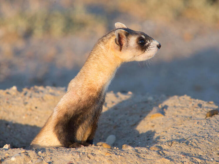 a ferret coming up out of a dirt hole