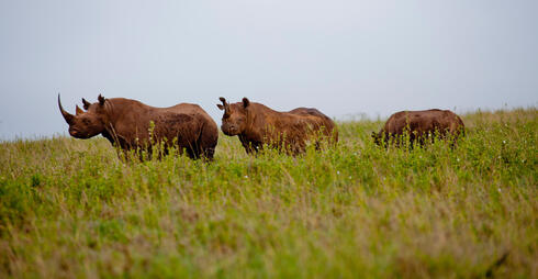 Black rhinos
