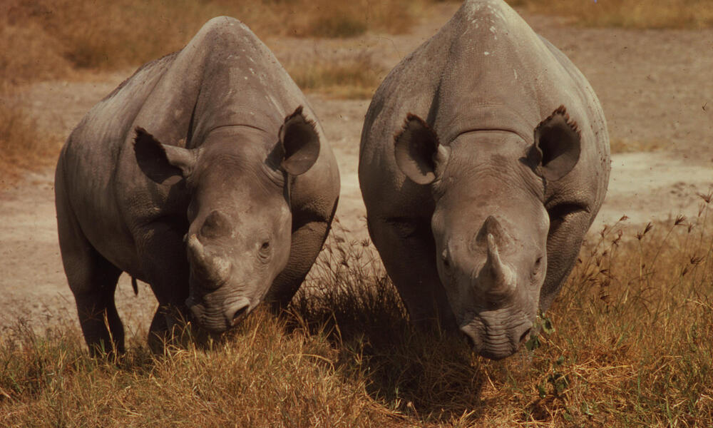 Where do rhinos live? And eight other rhino facts | Stories | WWF