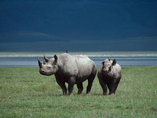 Black rhinos in Namibia