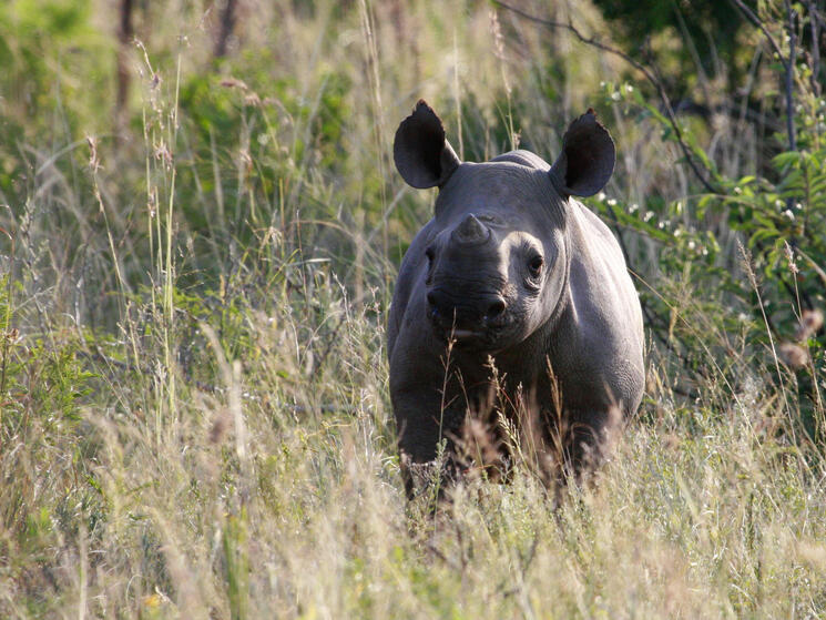 black rhino calf in tall grass