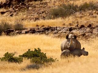 Black rhino mother and calf in a field