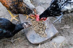 Chickens eating black soldier fly larvae