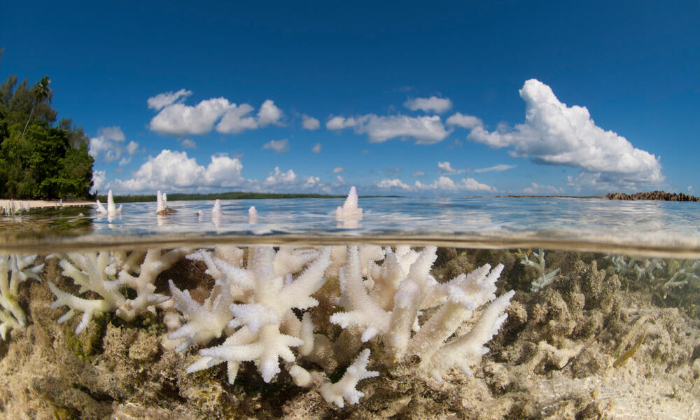 Everything You Need to Know about Coral Bleaching—And How We Can Stop It | Pages | WWF