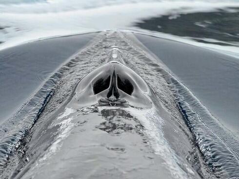 The blowhole of a minke whale