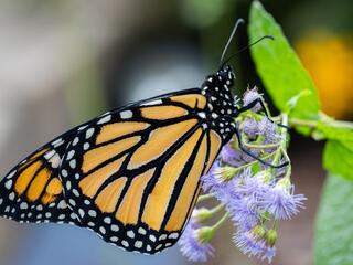 a monarch butterfly perches on a blue mistflower