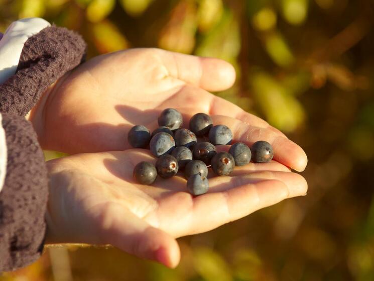 child holding blueberries