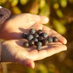 child holding blueberries