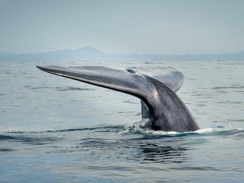A blue whale fluke above water in Sri Lanka