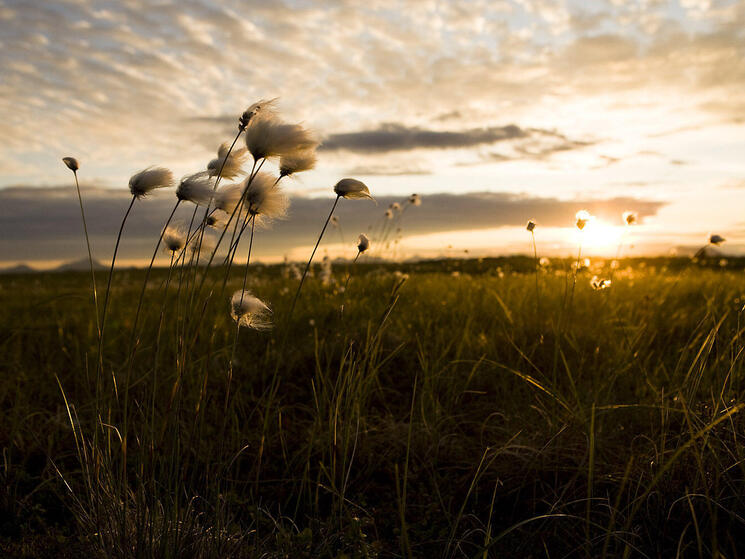 tundra and cotton grass near bristol bay alaska