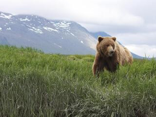 Brown Bears, Nature