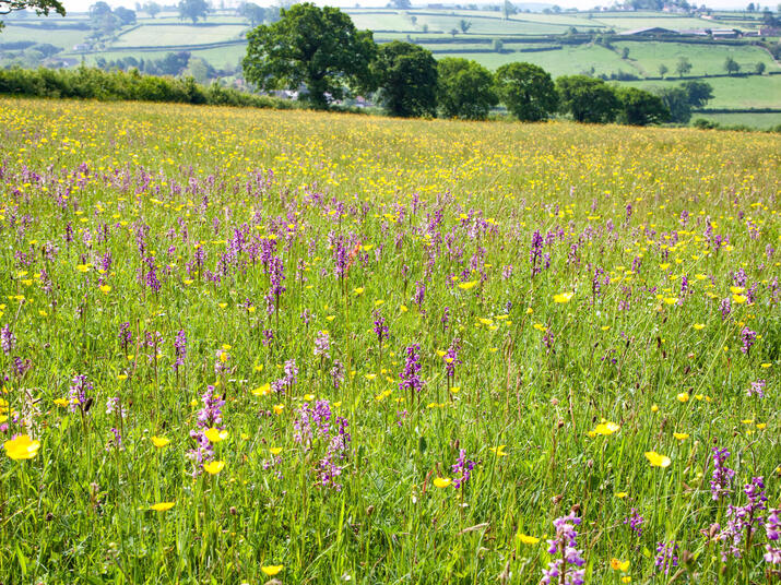 A landscape photo of a field of wildflowers